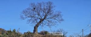 “달마산 앞 바람이 머무는 언덕에 나무가 있었네”....월명리 470살 느티나무